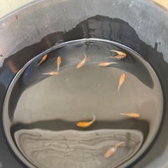 めだかの画像