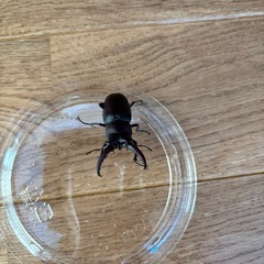 ノコギリクワガタペア⑥
の画像