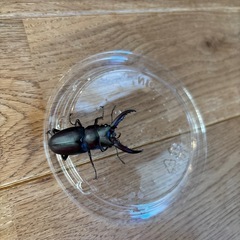ノコギリクワガタペア⑥
の画像
