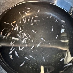 めだかの画像