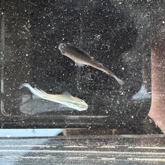 ゾンビ✖︎ブルームーンの画像