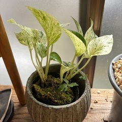 【受付終了】ポトス　斑入り　美種　鉢なし　鉢はつきません　観葉植物　塊根植物　多肉植物　ビザールプランツ　レアプランツ　ガーデニング　植物　グリーン　趣味　盆栽　葉　花　庭　草　インテリア　おしゃれ　飾り　園芸　の画像