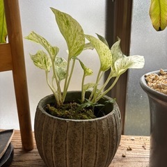 【受付終了】ポトス　斑入り　美種　鉢なし　鉢はつきません　観葉植...