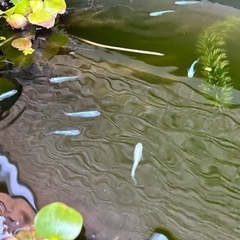 いろいろメダカの画像