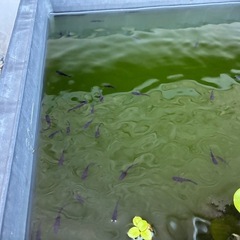 いろいろメダカの画像