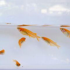 No.102【②スワロー楊貴妃メダカ　稚魚 10匹 200円】の画像