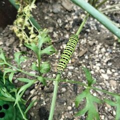 あげます　キアゲハ幼虫　虫の写真あり閲覧注意　0円無料生き餌の画像