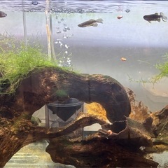 【ゼブラダニオセット】5匹セット（※特徴あり）の画像