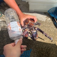 ヤシガニの画像