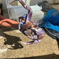ヤシガニの画像