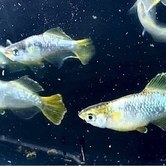 フロマージュ　※ヒカリ体型＋キッシングワイドフィン初出し！　メダカの画像