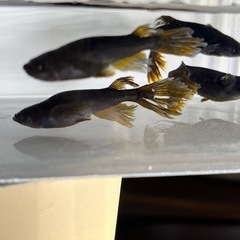(伊勢宮メダカ) 上物カイジヒレナガスワロー8匹の画像