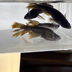(伊勢宮メダカ) 上物カイジヒレナガスワロー8匹の画像