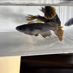 (伊勢宮メダカ) 上物カイジヒレナガスワロー8匹の画像