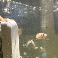 熱帯魚　モーリーの稚魚　7匹【おまけ付き】の画像