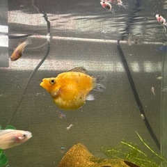 熱帯魚　モーリーの稚魚　7匹【おまけ付き】の画像