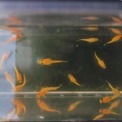 朱赤メダカ　稚魚10匹の画像