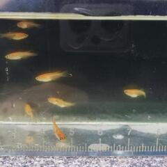 朱赤メダカ　稚魚10匹の画像