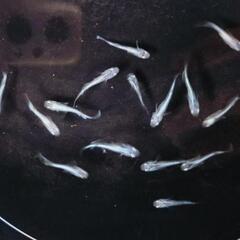 幹之メダカ　みゆきメダカ　稚魚30匹の画像
