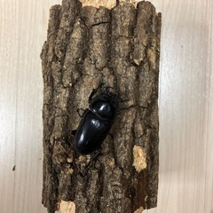 オオクワガタ♂♀の画像