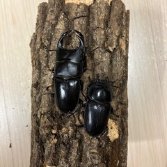オオクワガタ♂♀の画像