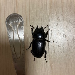 オオクワガタ♂♀の画像