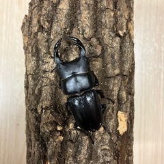 オオクワガタ♂♀の画像