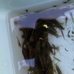 ミナミヌマエビ15匹の画像