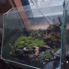 （商談中）テラリウム水槽　中古　希少の画像
