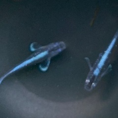 25-1 メダカ　幻想 1ペア (画像個体現物)の画像