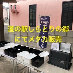 8月10日 道の駅【しらとりの郷】でメダカ販売します