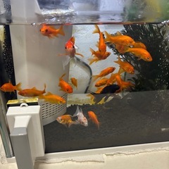 金魚セットの画像
