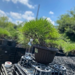 赤松盆栽
の画像