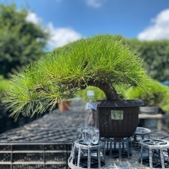 赤松盆栽
の画像