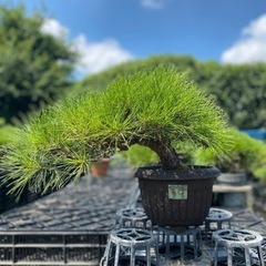 赤松盆栽
の画像