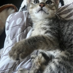 生後2ヶ月の子猫です。