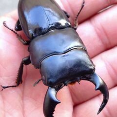 【交渉中】【ラスト2 爆産セット】ダイオウヒラタクワガタ ♂♀♀トリオ販売⑤ 2025の画像