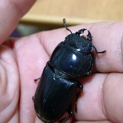 【交渉中】【ラスト2 爆産セット】ダイオウヒラタクワガタ ♂♀♀トリオ販売⑤ 2025の画像