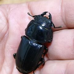 【交渉中】【ラスト2 爆産セット】ダイオウヒラタクワガタ ♂♀♀トリオ販売⑤ 2025の画像