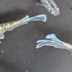 エメキン【メダカ】（若魚）約2.5cm 10匹セットの画像