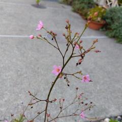 ハゼラン　野花