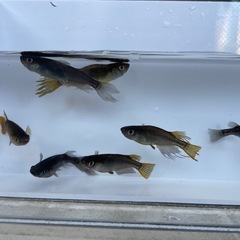 信玄　謙信　若魚　5匹
