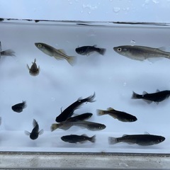 信玄　謙信　若魚　5匹
の画像