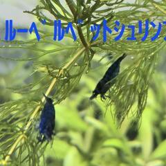 No.19【10匹ｾｯﾄ】ブルーベルベットシュリンプ　全て大人ですの画像