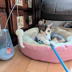 かわいい三毛猫の仔猫💕
