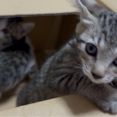 子猫兄弟