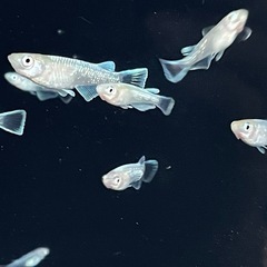 マリアージュ　若魚5匹
の画像