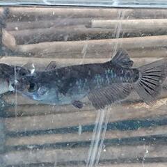 曜変天目  メダカ雄3雌1匹の画像