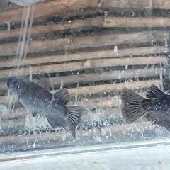 曜変天目  メダカ雄3雌1匹の画像
