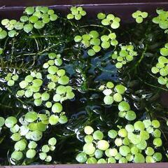 水草☘️ウキクサ🍀の画像